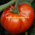 Graines tomate d orenbourg graines de bambous fr