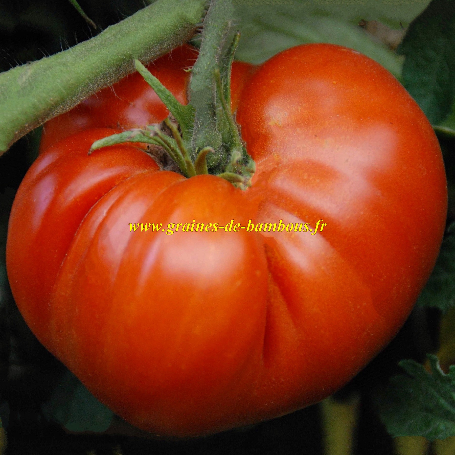 Graines tomate d orenbourg
