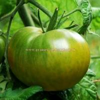 Graines tomate evergreen