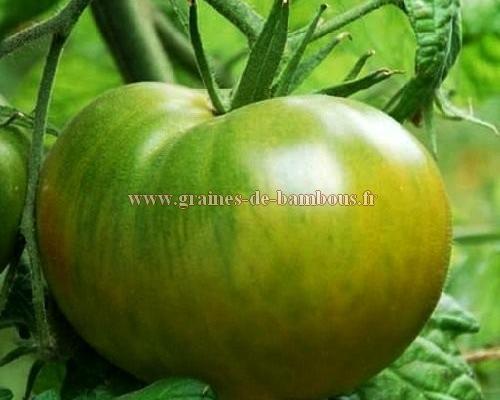 Graines tomate evergreen