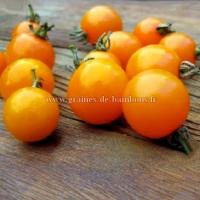 Graines tomate figiel orange