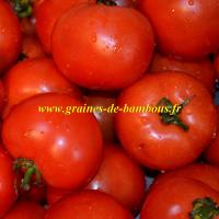 Graines tomate floradade