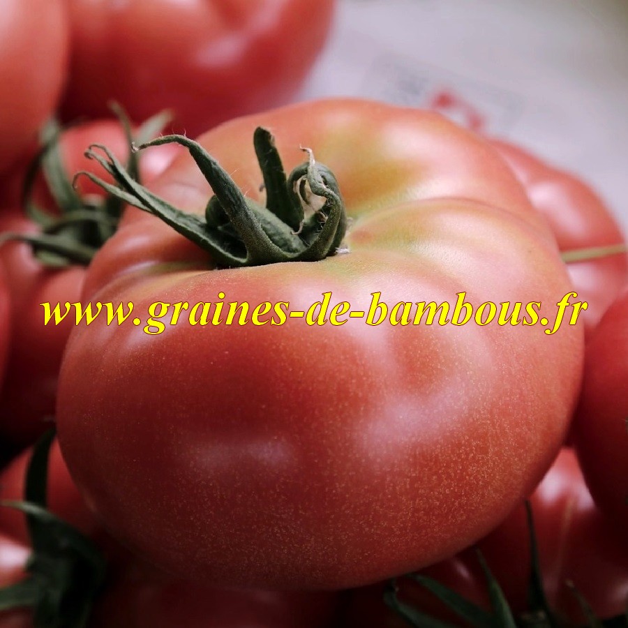 Graines tomate giant belgian pink