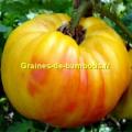 Graines tomate gold medal variete ancienne