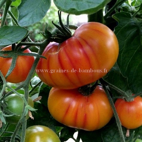 Graines tomate hilbilly