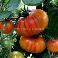 Graines tomate hilbilly