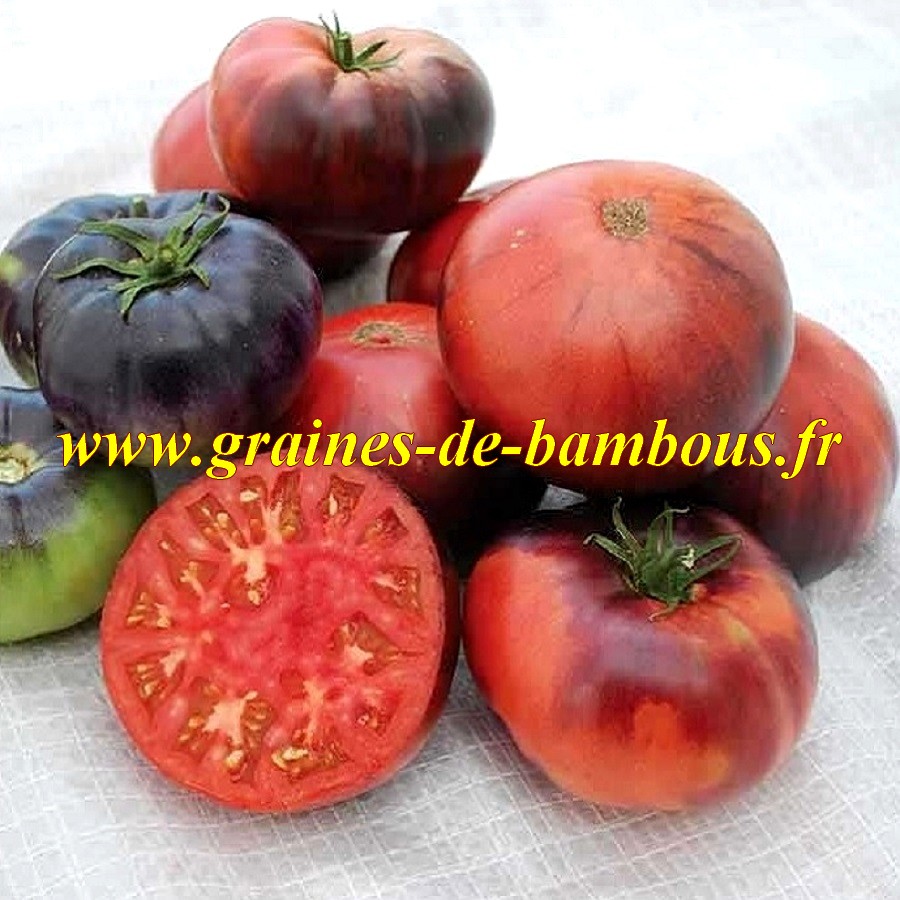 Graines tomate indigo beauty blue