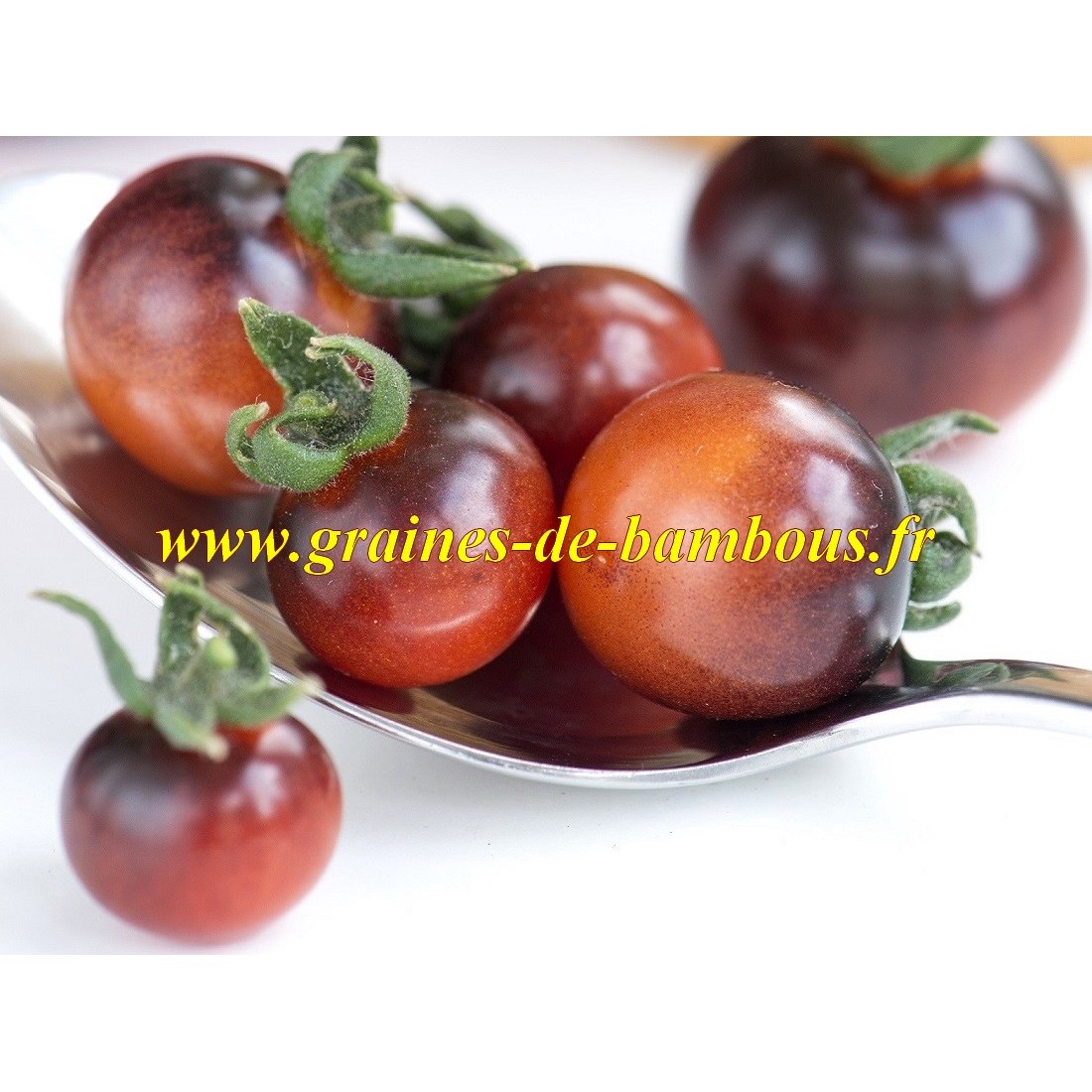 Graines tomate indigo berries
