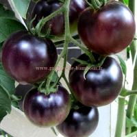 Graines tomate indigo graines de bambous eu