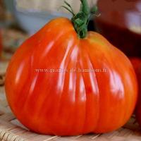 Graines tomate liguria