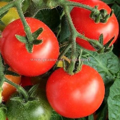 Marglobe graines de tomate ronde