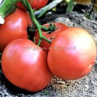 Graines tomate olena ukrainian