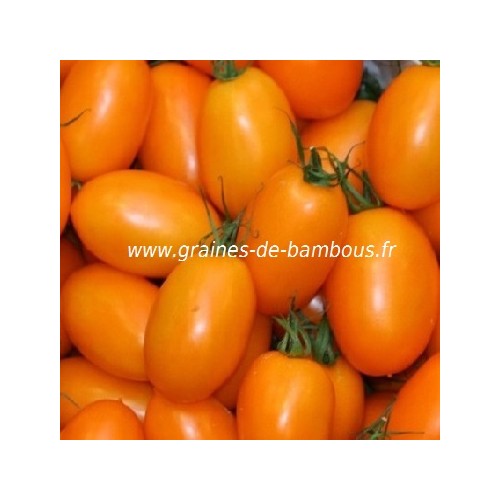 Graines tomate orange banana