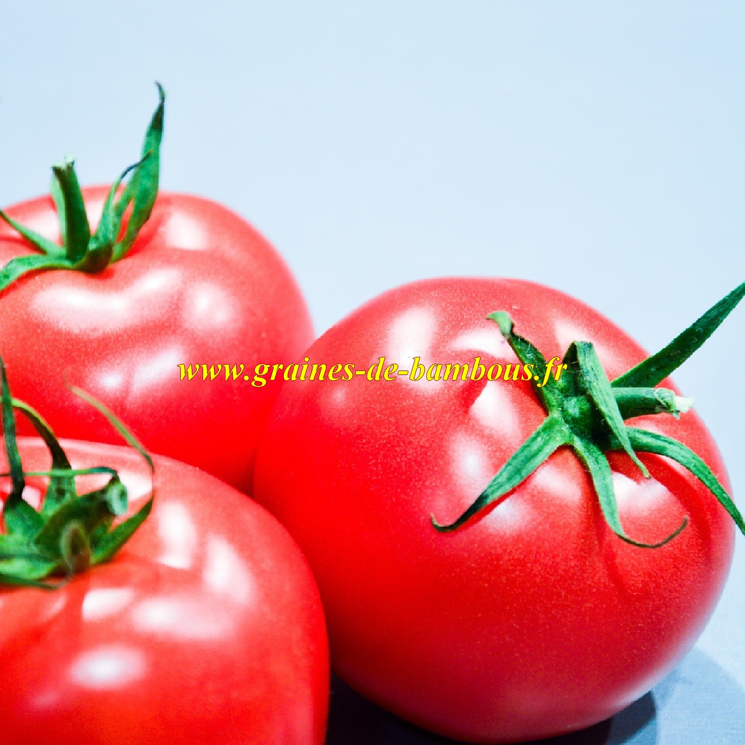 Graines tomate pomme rouge