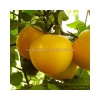 Graines tomate reine d or goldene konigin