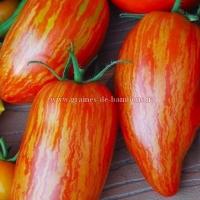 Graines tomate roma mouchetee