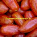 Graines tomate roma striee sur graines de bambous fr