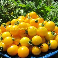 Graines tomate ronde golden cherry