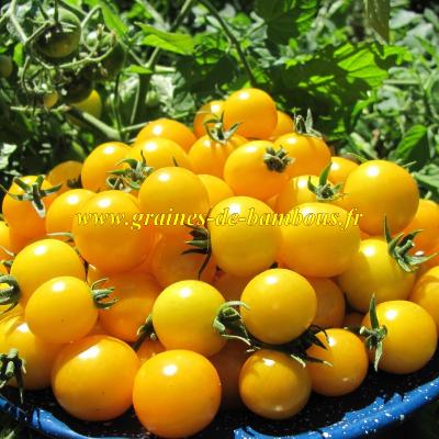 Graines tomate ronde golden cherry