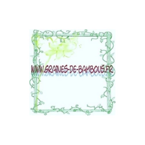 Graines tomate rose de berne sur graines de bambous fr