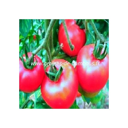 Graines tomate rose
