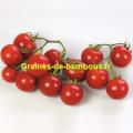 Graines tomate rotkappchen ou chaperon rouge
