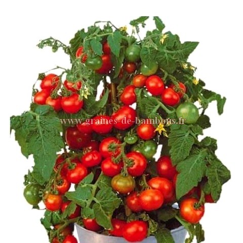 Graines tomate rotkappchen