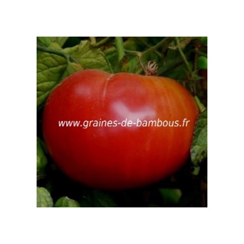 Graines tomate rouge ponderosa red graines de bambous fr