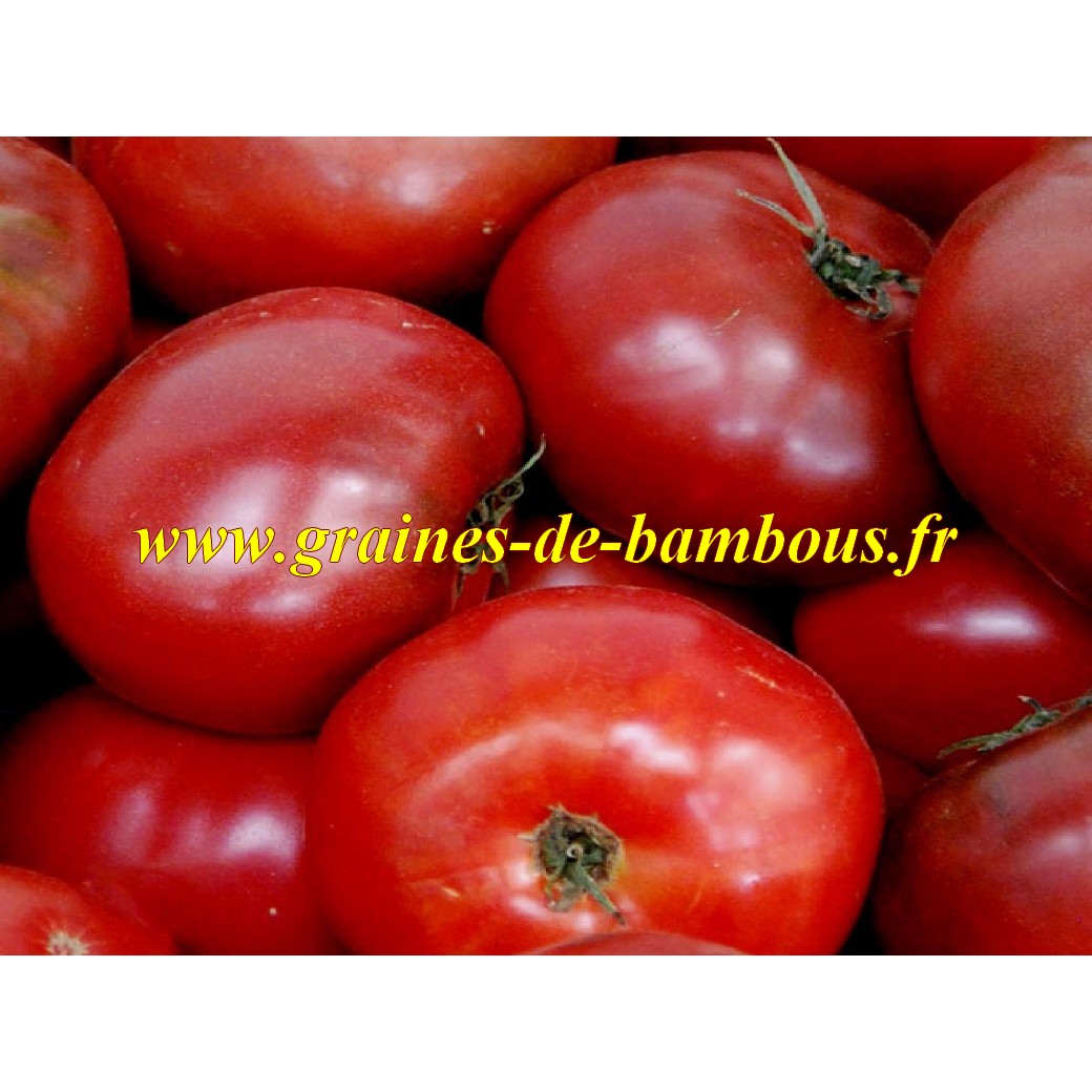 Graines tomate rouge red ponderosa