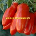 Graines tomate san marzano