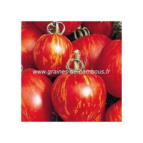 Graines tomate solanacees
