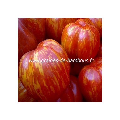 Graines tomate striped stuffer fruit plant
