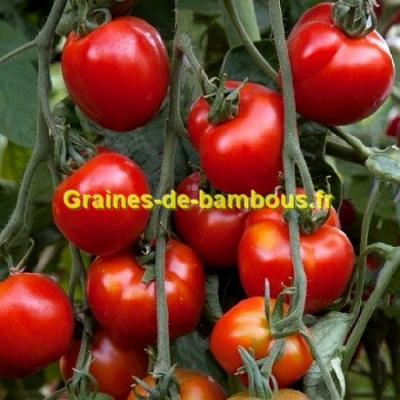 Graines tomate stupice graines de bambous fr