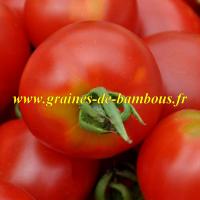 Graines tomate stupice gros plan