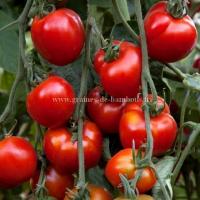 Graines tomate stupice