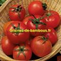 Graines tomate tamina site graines de bambous fr
