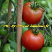 Graines tomate tamina