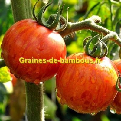 Graines tomate tigerella