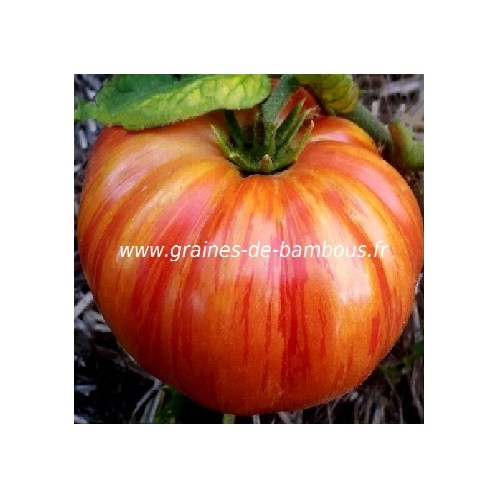 Graines tomate vintage wine sur graines de bambous fr
