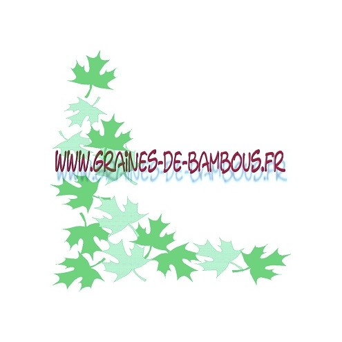 Graines tomates sur graines de bambous eu