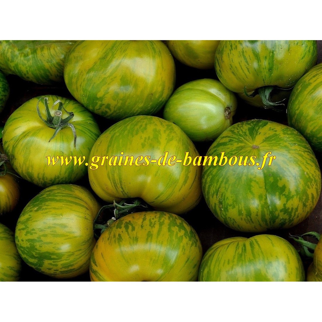 Green zebra tomate graines de bambous fr