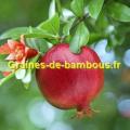 Grenadier graines