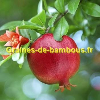 Grenadier graines