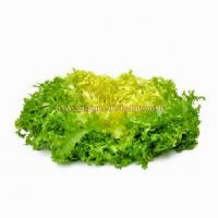 Grosse pancaliere scarole frisee graines legume et potagere
