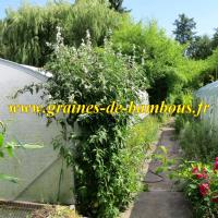 Guimauve du jardin