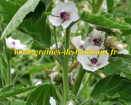 Guimauve en fleurs