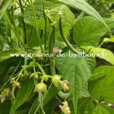 Haricot contender graines de bambous fr