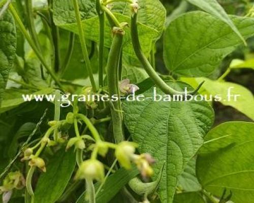Haricot contender graines de bambous fr