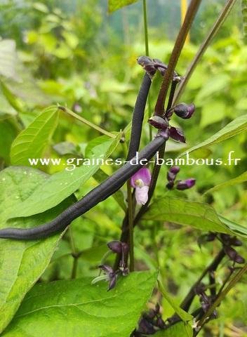Haricot queen purple graines de bambous fr