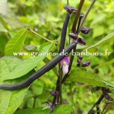 Haricot queen purple graines de bambous fr